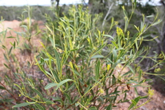 Dodonaea lanceolata