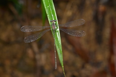 Caledargiolestes uniseries