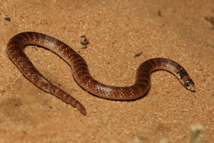 Brachyurophis australis