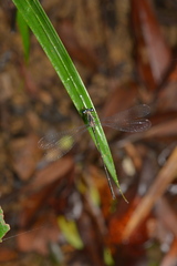 Caledargiolestes uniseries