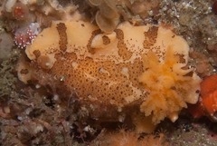 Mandelia mirocornata