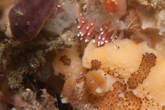 Mandelia mirocornata