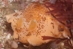 Mandelia mirocornata