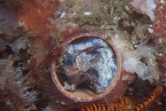 Thylacodes natalensis