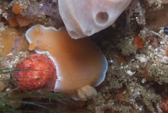 Doriopsilla capensis