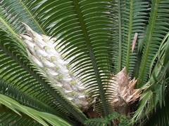 Dioon pectinatum