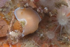 Doriopsilla capensis