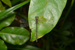 Caledargiolestes uniseries