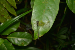 Caledargiolestes uniseries