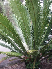 Dioon pectinatum