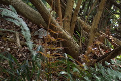 Callicarpa mollis