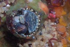 Thylacodes natalensis