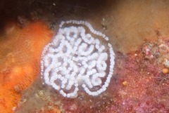 Antiopella longidentata