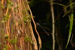 Caledargiolestes uniseries