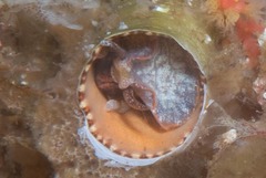 Thylacodes natalensis