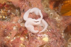 Goniodoris castanea