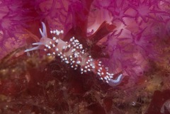 Cratena capensis