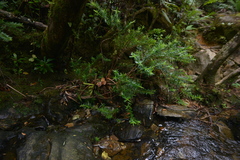 Metrosideros operculata