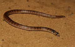 Brachyurophis australis