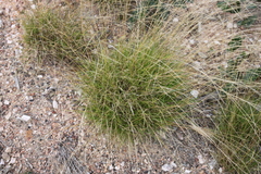 Enteropogon paucispiceus