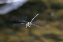 Austroaeschna pinheyi