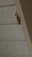 Osteopilus septentrionalis