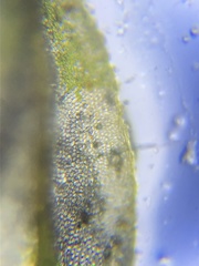 Plagiomnium rostratum