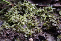 Plagiomnium rostratum