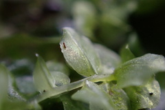 Plagiomnium rostratum