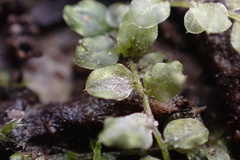 Plagiomnium rostratum