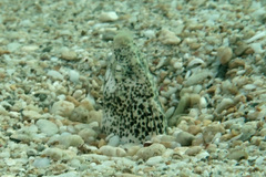 Callechelys marmorata