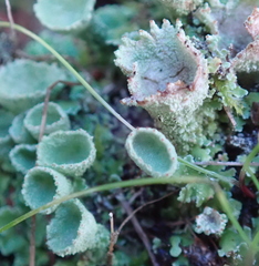 Cladonia carneola
