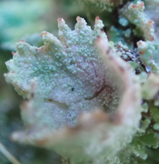 Cladonia carneola