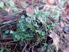 Cladonia carneola