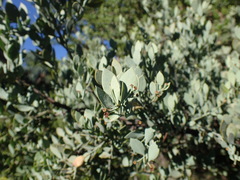 Osyris lanceolata