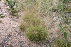 Enteropogon paucispiceus