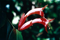 Aeschynanthus rhododendron