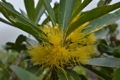 Metrosideros laurifolia