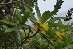 Metrosideros laurifolia