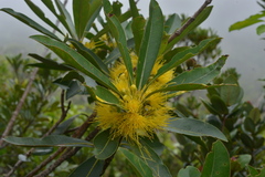 Metrosideros laurifolia
