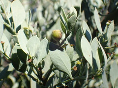 Osyris lanceolata