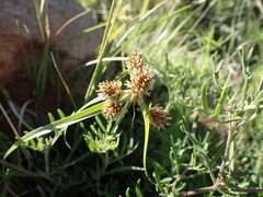 Cyperus congestus