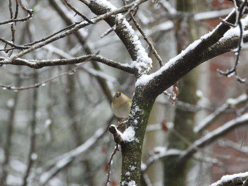 Paprastasis nykštukas