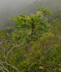 Myodocarpus