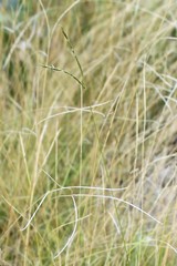 Enteropogon paucispiceus
