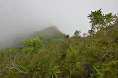 Myodocarpus
