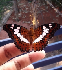 Moduza procris undifragus