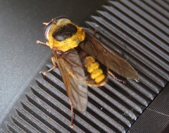 Scaptia pulchra