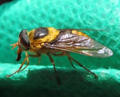 Scaptia pulchra