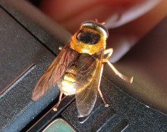 Scaptia pulchra